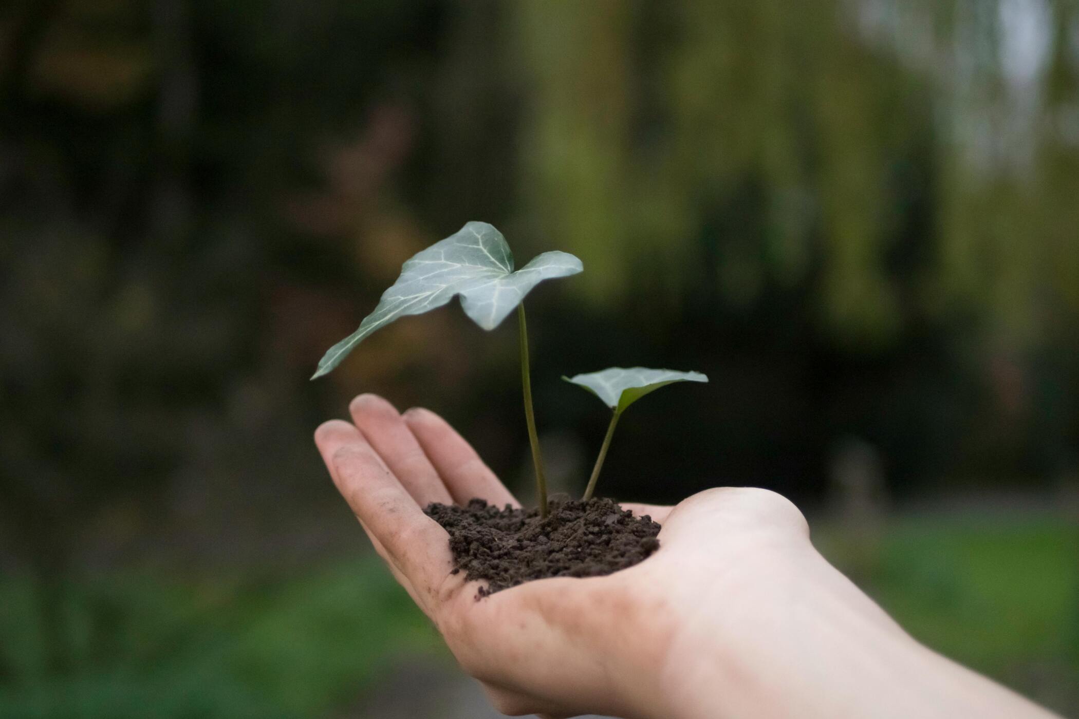 ISO 14001: ¿Qué es y cuáles son los requisitos necesarios?
