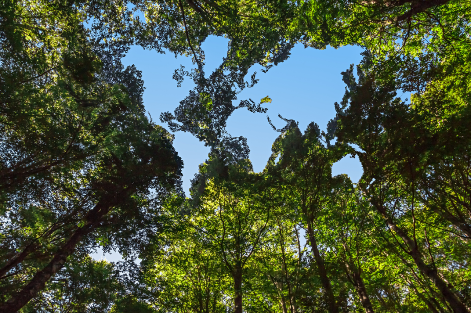 Garantir els recursos naturals i la biodiversitat amb responsabilitat: funció d’un Estudi d’Impacte Ambiental 