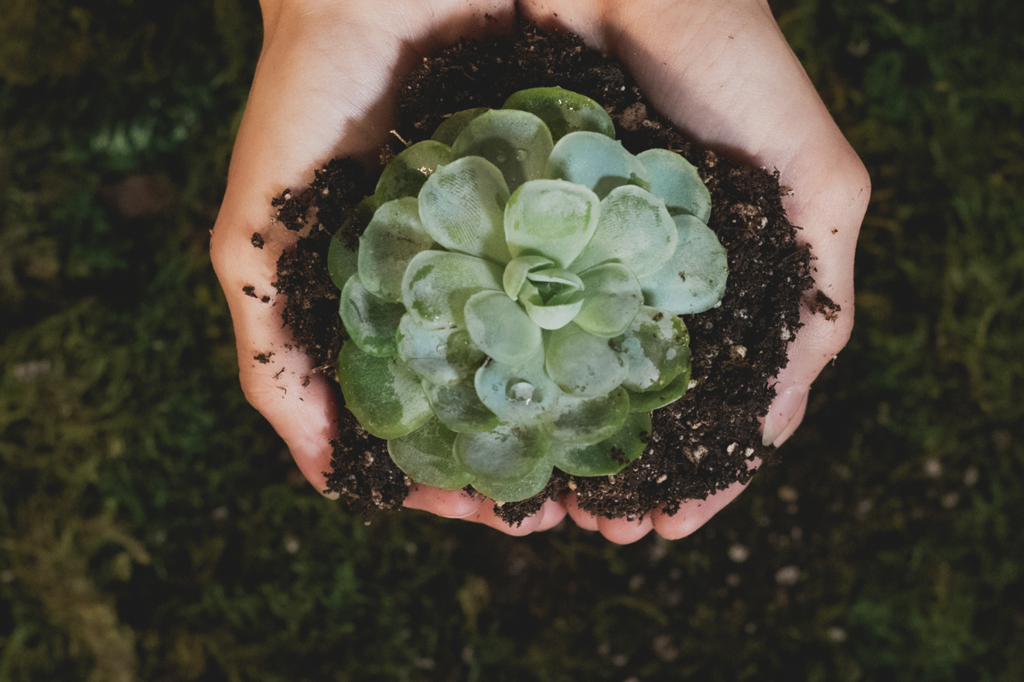 Differences between carbon footprint calculation, validation and verification