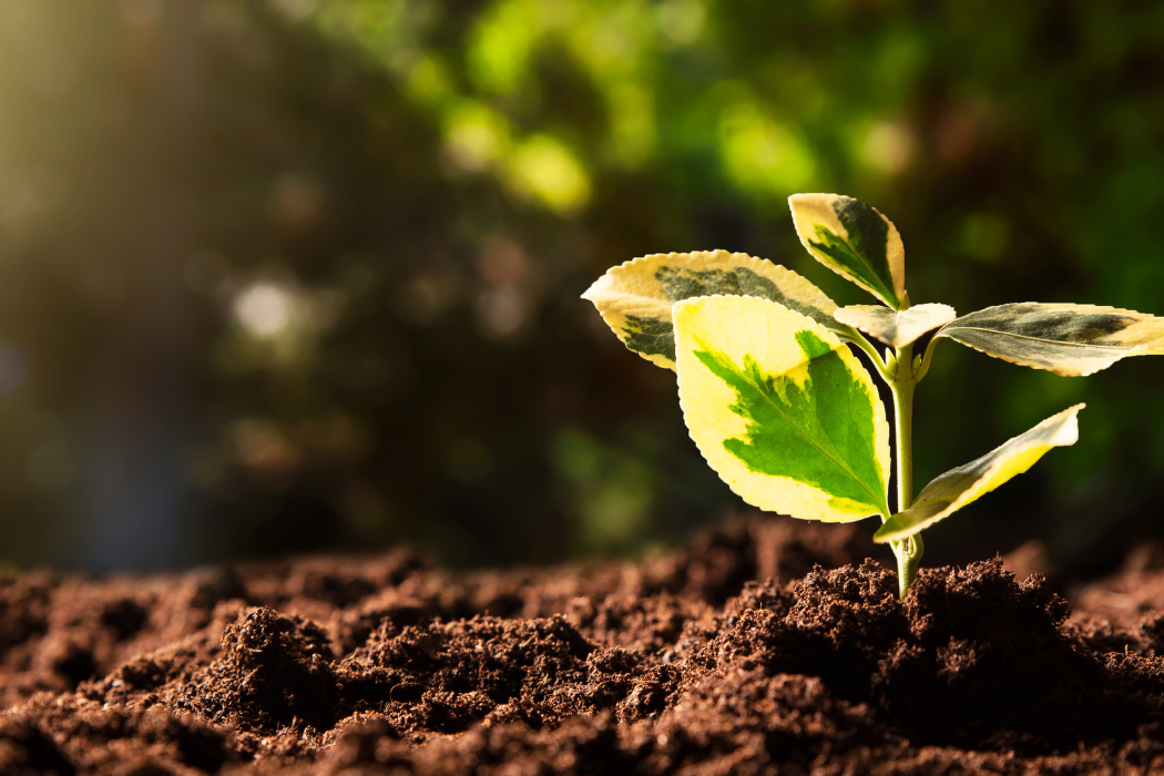 Due Diligence Ambiental: Entendre, preveure i protegir les decisions empresarials