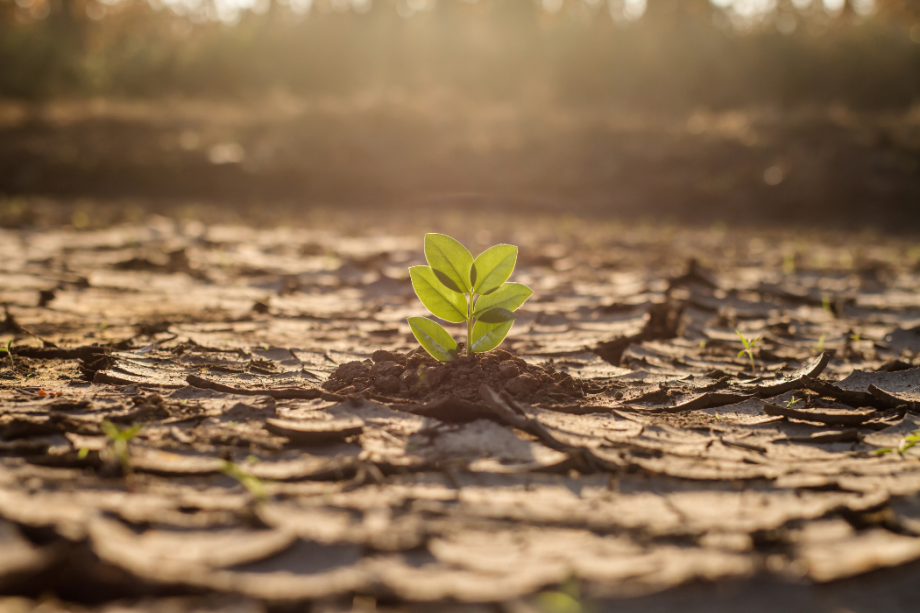 NEIS E1 y la CSRD: Enfrentando el cambio climático